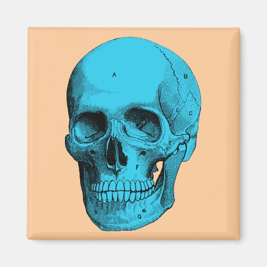 Aimant Crâne d'anatomie humaine (Devant)