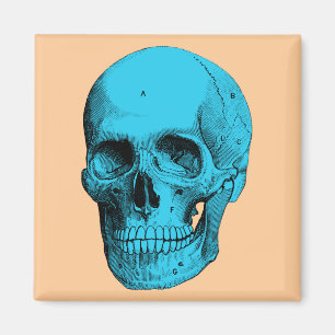Aimant Crâne humain d'anatomie