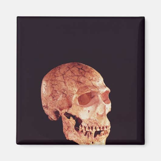 Aimant Crâne Neandertal, découvert sur Mt Carmel (Devant)