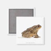 Aimant Crapaud commun ou crapaud européen (Bufo bufo) pis (Recto/Verso)