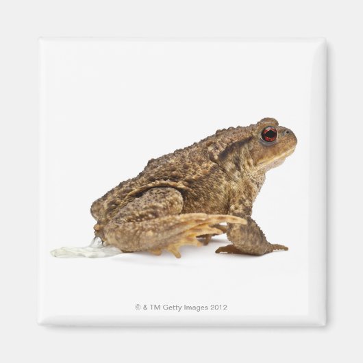 Aimant Crapaud commun ou crapaud européen (Bufo bufo) pis (Devant)