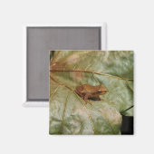 Aimant Crapaud minuscule (Recto/Verso)