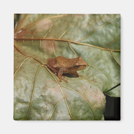 Aimant Crapaud minuscule (Devant)