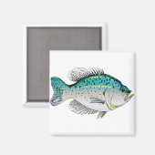 Aimant Crappie (Recto/Verso)