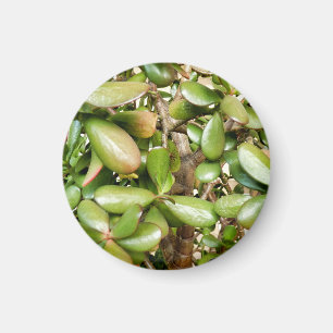 Aimant Crassula ovata