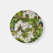 Aimant Crassula ovata (Devant)