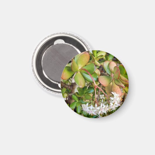 Aimant Crassula ovata (Recto/Verso)