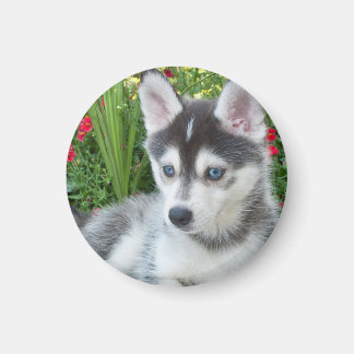 Aimant Create Your Own Pet Photo Custom Picture