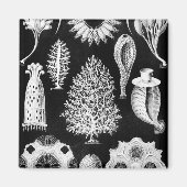 Aimant Crème d'éponge sur le noir (Devant)