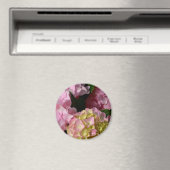 Aimant Crème rose Hydrangeas jaune rose vert floral (In Situ (Lave-vaisselle))