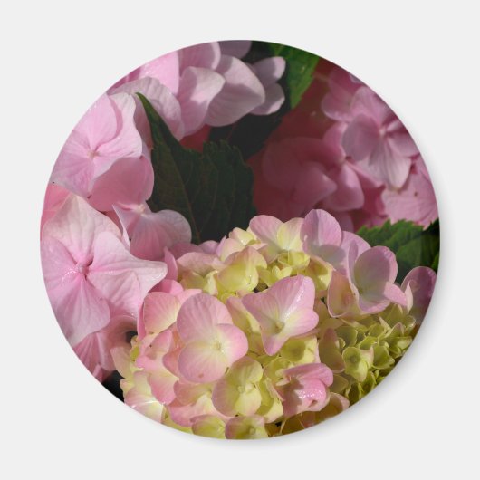 Aimant Crème rose Hydrangeas jaune rose vert floral (Devant)