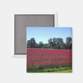 Aimant Crimson Clover Field, Oregon (Recto/Verso)