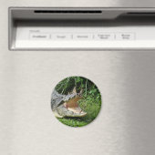 Aimant Crocodile (In Situ (Lave-vaisselle))