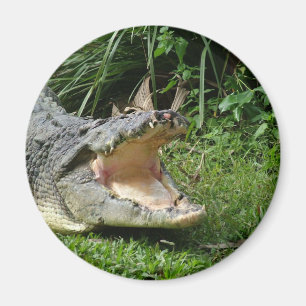 Aimant Crocodile