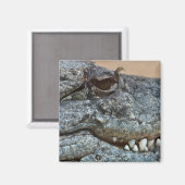 Aimant Crocodile (Recto/Verso)