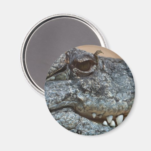 Aimant Crocodile (Recto/Verso)