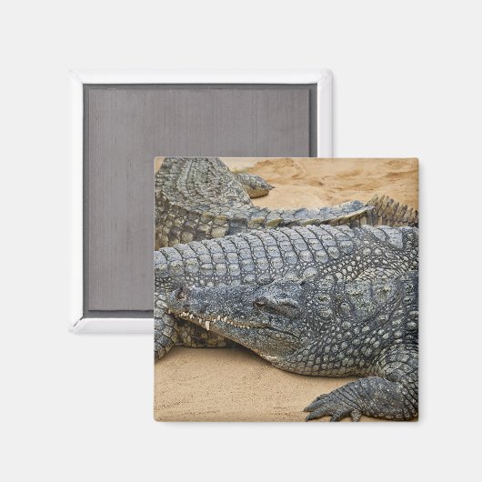 Aimant Crocodile (Recto/Verso)
