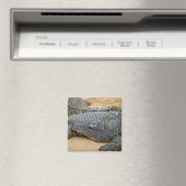 Aimant Crocodile (In Situ (Lave-vaisselle))