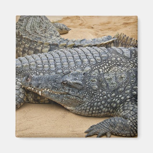 Aimant Crocodiles (Devant)