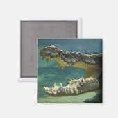 Aimant Crocodiles bouche ouverte (Recto/Verso)