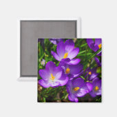 Aimant Crocus Lilac (Recto/Verso)