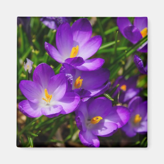 Aimant Crocus Lilac (Devant)