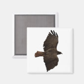 Aimant Croquis de queue rouge (Recto/Verso)