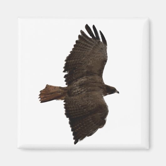 Aimant Croquis de queue rouge (Devant)