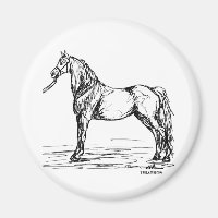 Croquis simple Morgan Horse