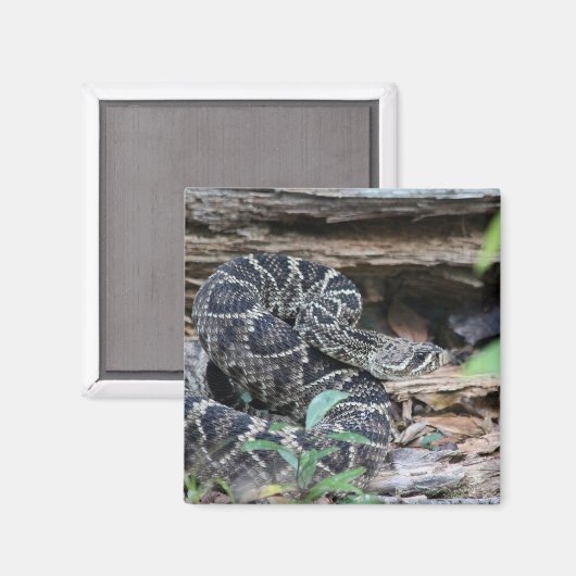 Aimant Crotte (Recto/Verso)