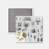 Aimant Crustacea et Arachnida (Recto/Verso)