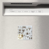 Aimant Crustacea et Arachnida (In Situ (Lave-vaisselle))