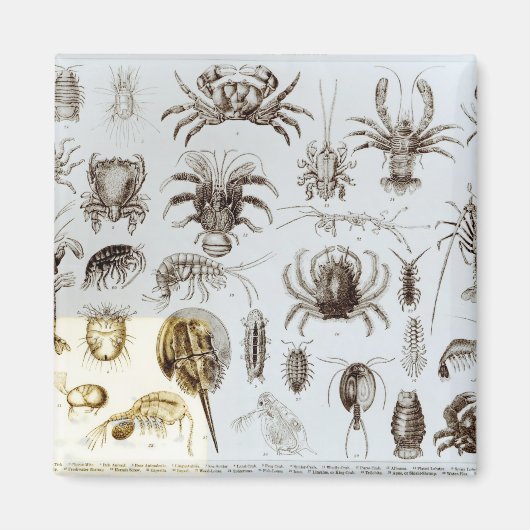 Aimant Crustacea et Arachnida (Devant)