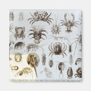 Aimant Crustacés et arachnides