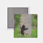 Aimant Cube d'ours noir | Great Smoky Mountains (Recto/Verso)