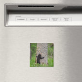 Aimant Cube d'ours noir | Great Smoky Mountains (In Situ (Lave-vaisselle))