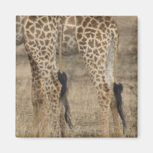 Aimant Culture serrée de deux girafes (Giraffa