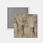 Aimant Cultures serrées de deux Giraffes (Giraffa (Recto/Verso)