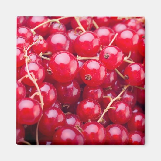 Aimant Curateur rouge (Devant)