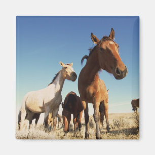 Aimant Curieux Cheval