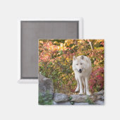 Aimant Curieux loup gris (Recto/Verso)