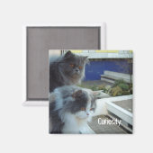 Aimant Curiosité (Recto/Verso)