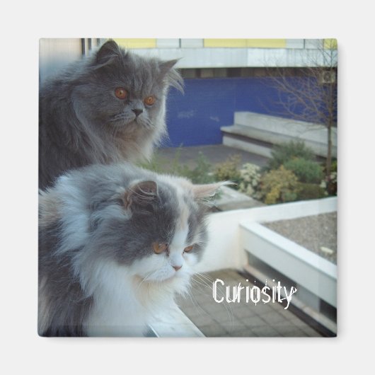 Aimant Curiosité (Devant)