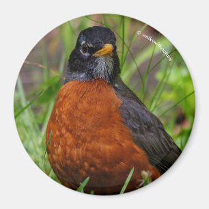 Aimant Curious American Robin Songbird in the Grass