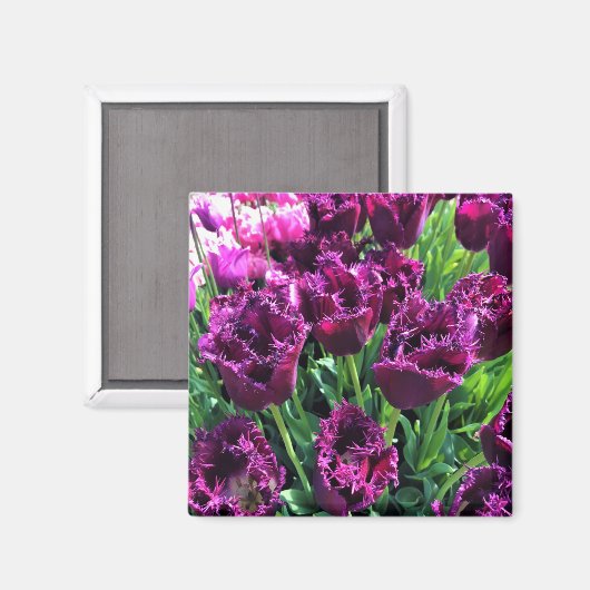 Aimant Curly Sue Purple Tulips, Oregon (Recto/Verso)