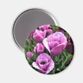 Aimant Curly Sue Tulipes Violettes, Oregon (Recto/Verso)