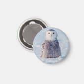 Aimant Cute Alaska Arctic Snowy Owl Photo (Recto/Verso)