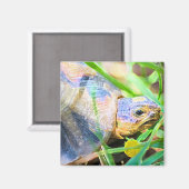 Aimant Cute Angulate Tortoise Afrique du Sud Détails (Recto/Verso)