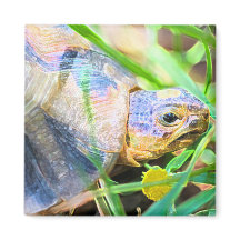 Cute Angulate Tortoise Afrique du Sud Détails