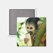 Aimant Cute Baby Squerrl Monkey Eating a Wafer Biscuit (Recto/Verso)